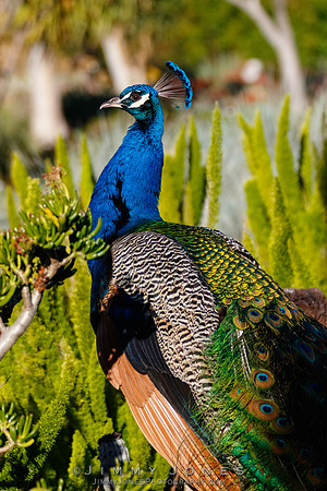 Peacock