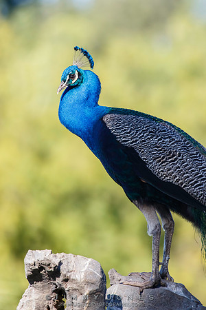 Peacock