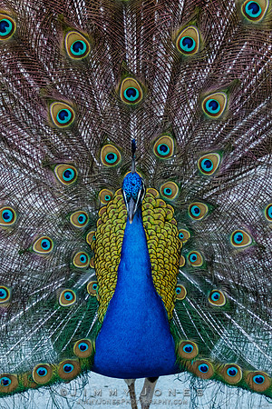 Peacock