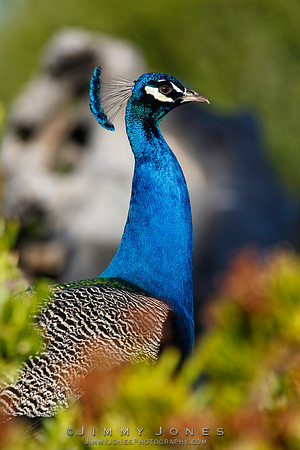 Peacock