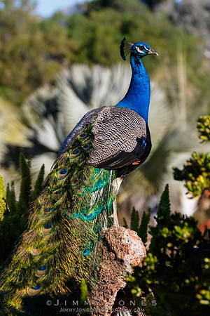 Peacock