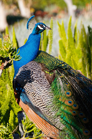 Peacock