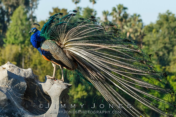 Peacock