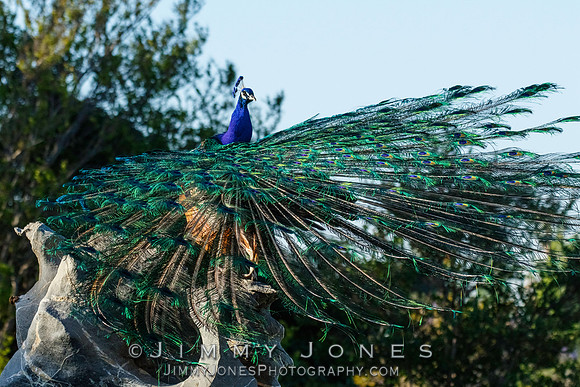 Peacock