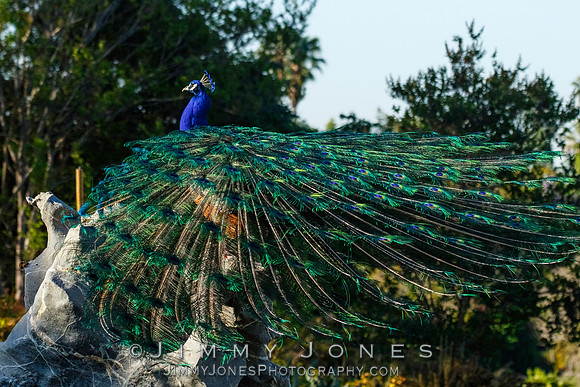 Peacock