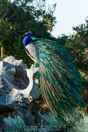 Peacock