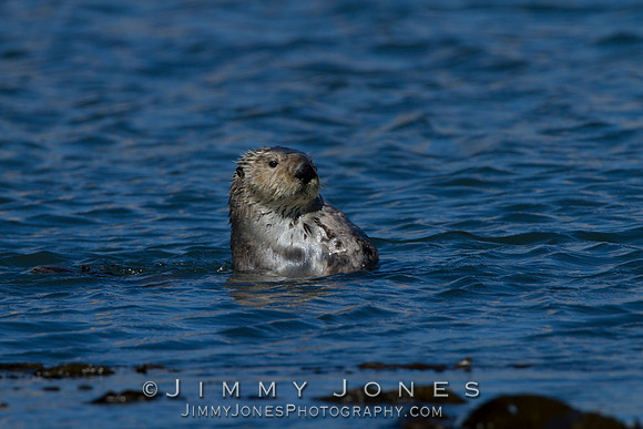 Harbor Seal