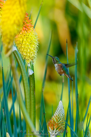Allen's Humming Bird