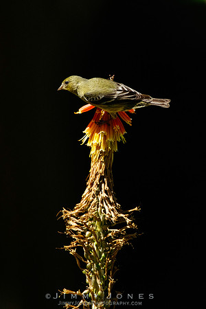Scarlet Tanager