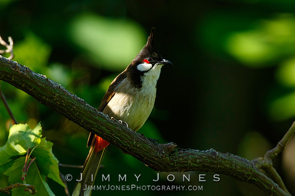 Red-Whiskered Bulbul