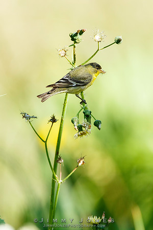 Lesser Goldfinch