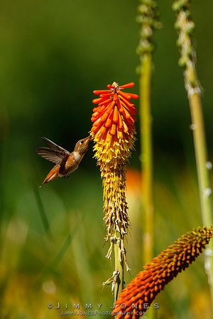 Allen's Humming Bird