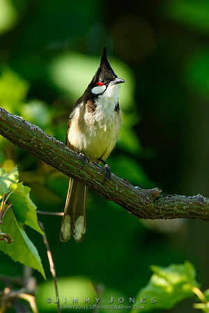 Red-Whiskered Bulbul