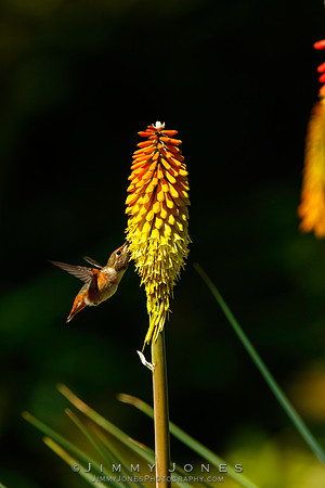 Allen's Humming Bird