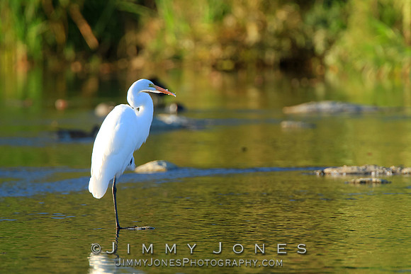 Great White Egret