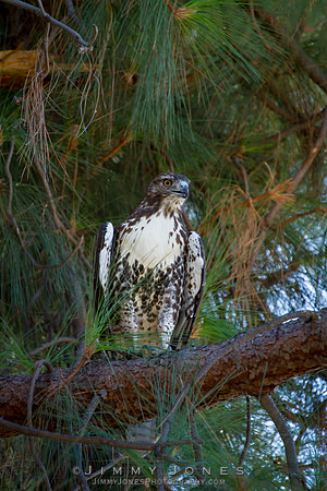 Ferruginous Hawk (Juvenile)