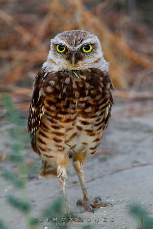 Burrowing Owl - CS/P0025