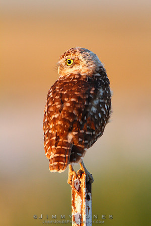 Burrowing Owl - CS/P0026