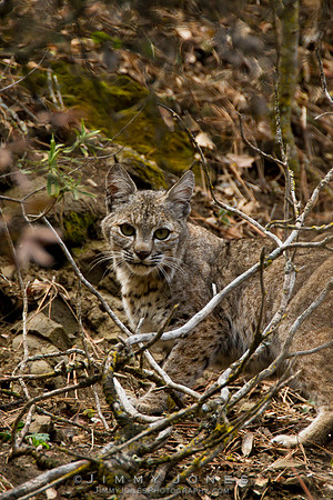Bobcat - CS/P0075