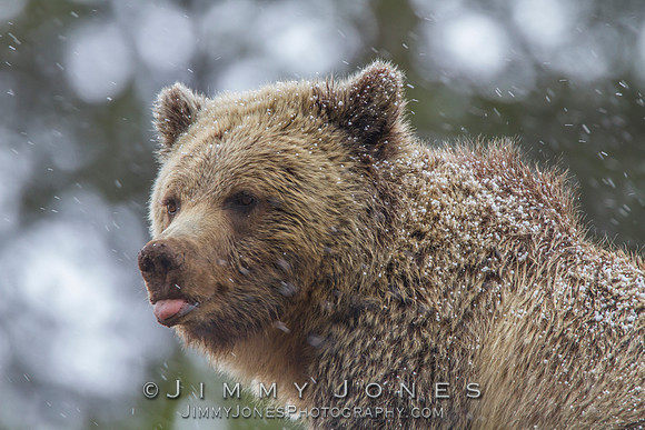Grizzly Bear