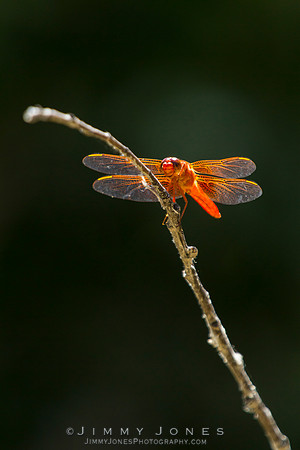Orange Dragonfly ( Flame Skimmer )