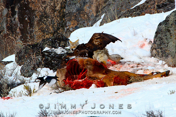 Coyote vs Golden Eagle
