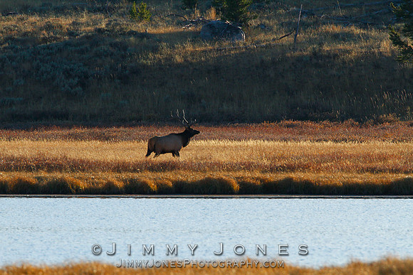 Bull Elk