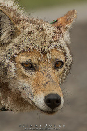 Coyote - CS/P0122