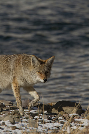 Coyote - CS/P0125