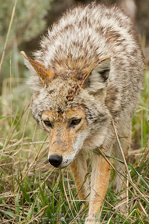 Coyote - CS/P0128