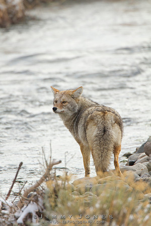 Coyote - CS/P0129