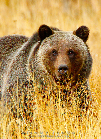 Grizzly Bear - CS/P0130