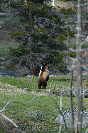 Grizzly Bear - CS/P0131