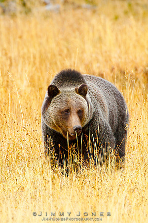 Grizzly Bear - CS/P0133