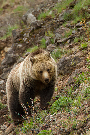 Grizzly Bear - CS/P0139
