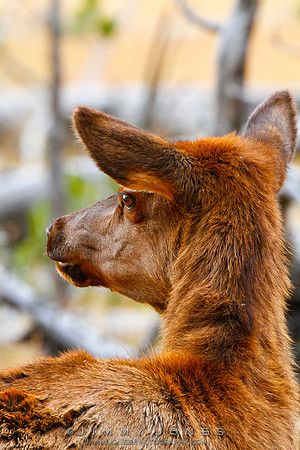 Elk Calf - CS/P0147