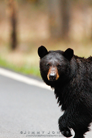 Black Bear - CS/P0158