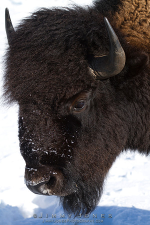 Bison - CS/P0164