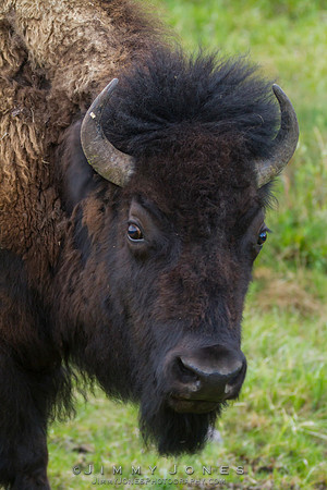 Bison - CS/P0165