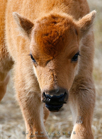 Bison Calf - CS/P0166