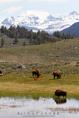 Bison - CS/P0167