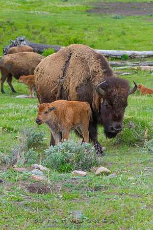 Bison Cow w/Calf - CS/P0168