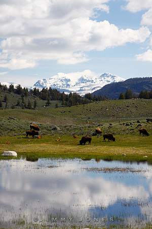 Bison - CS/P01694