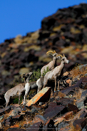 Desert Big Horn - CS/P0170