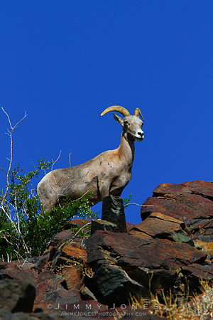 Desert Big Horn - CS/P0171