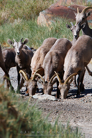 Desert Big Horn - CS/P0172