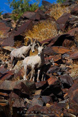 Desert Big Horn - CS/P0173