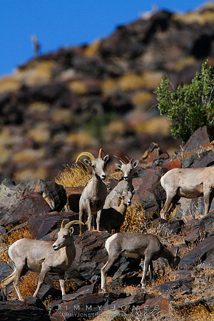 Desert Big Horn - CS/P0174
