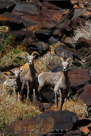 Desert Big Horn - CS/P0176