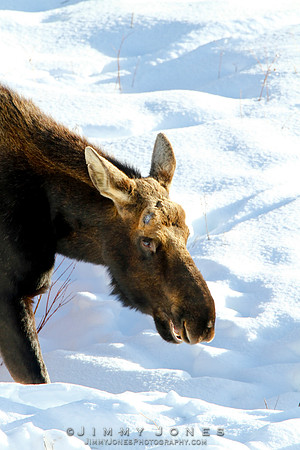 Moose - CS/P0178
